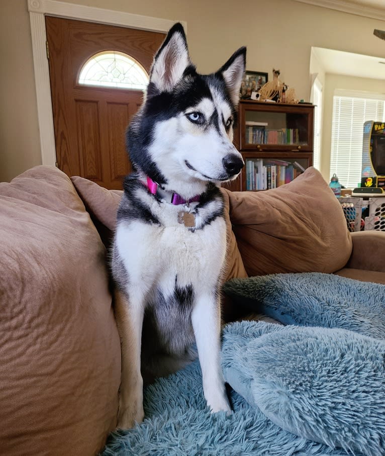 Teyla, a Siberian Husky tested with EmbarkVet.com