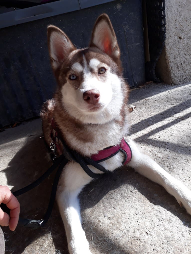 Micah, a Pomsky tested with EmbarkVet.com