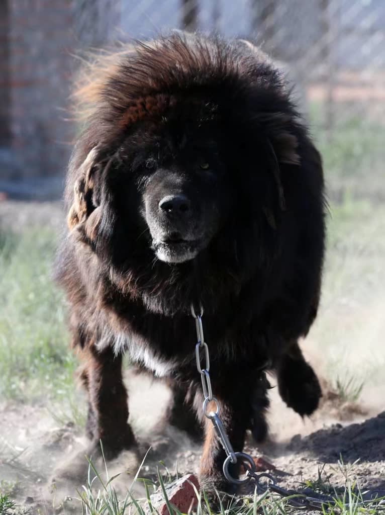 YING BANG, a Tibetan Mastiff tested with EmbarkVet.com