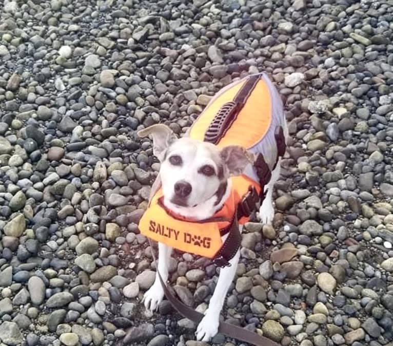 Lizzie, a Russell-type Terrier and Toy Fox Terrier mix tested with EmbarkVet.com