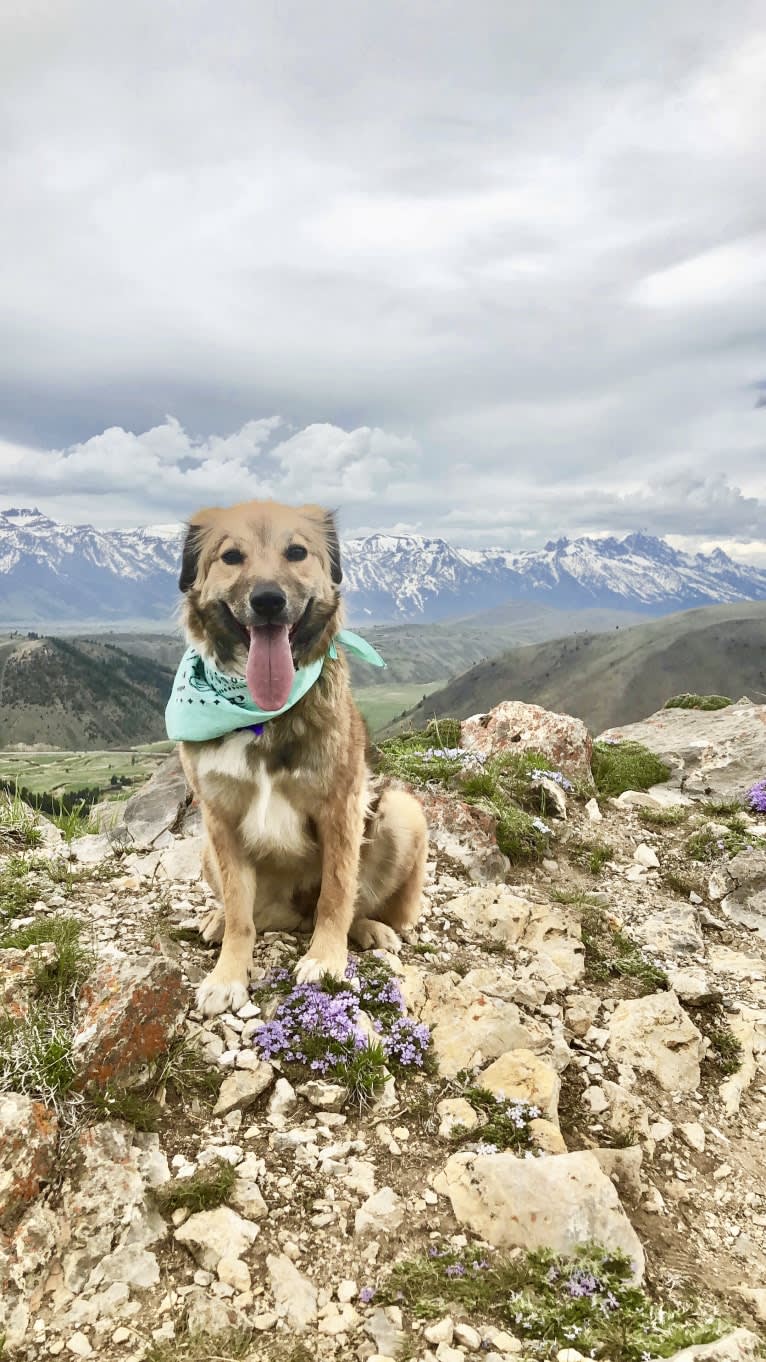 Akela, an American Pit Bull Terrier and Australian Cattle Dog mix tested with EmbarkVet.com