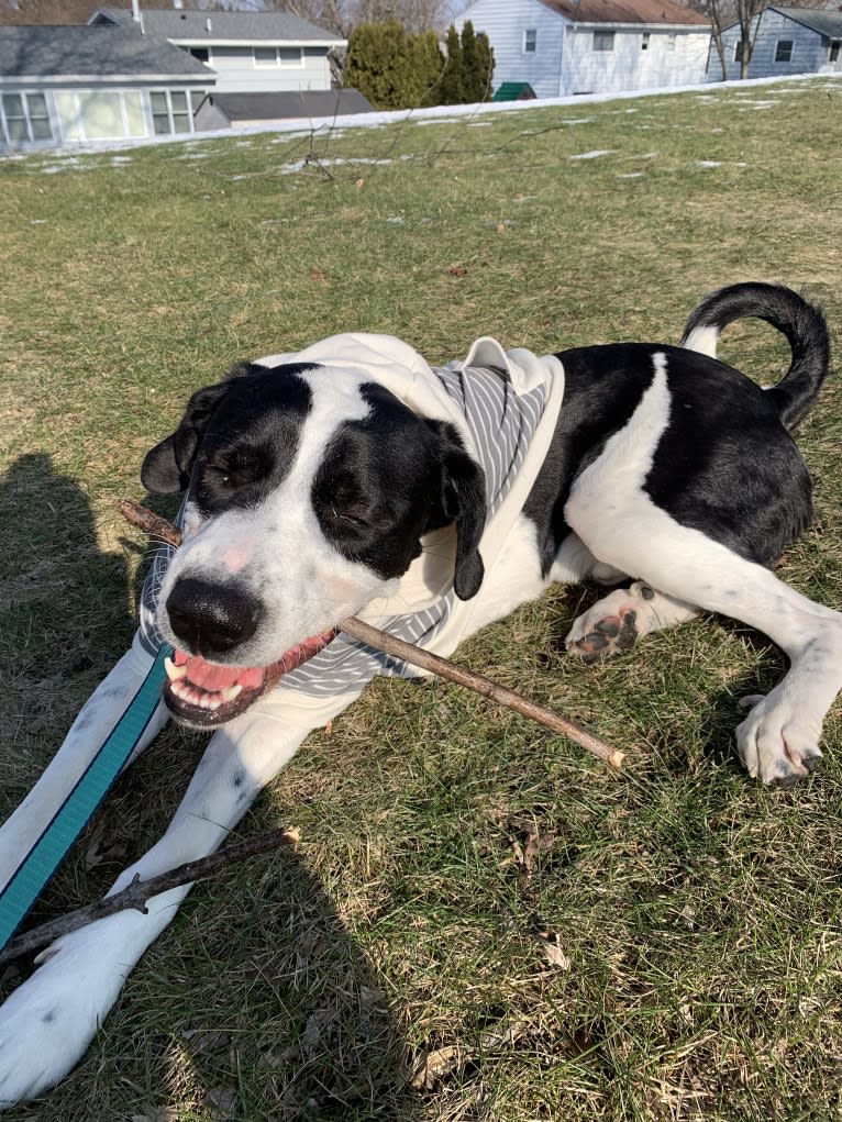 Roman, a Great Dane and Great Pyrenees mix tested with EmbarkVet.com