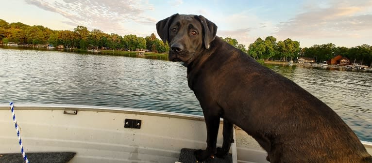 Ottis, a Perro de Presa Canario and English Springer Spaniel mix tested with EmbarkVet.com