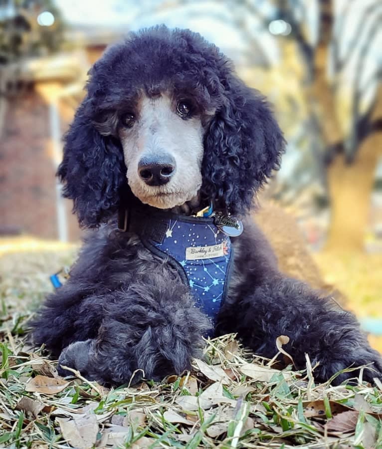 Arwen, a Poodle (Standard) tested with EmbarkVet.com