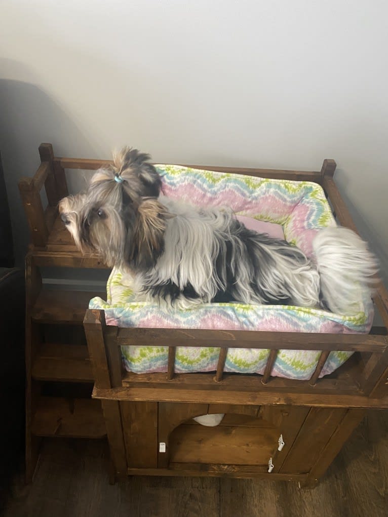 Simba, a Biewer Terrier tested with EmbarkVet.com