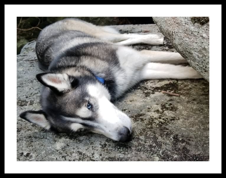 Teko, a Siberian Husky tested with EmbarkVet.com