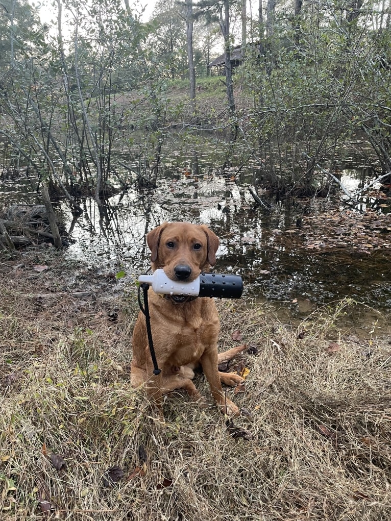 Rip, a Labrador Retriever tested with EmbarkVet.com