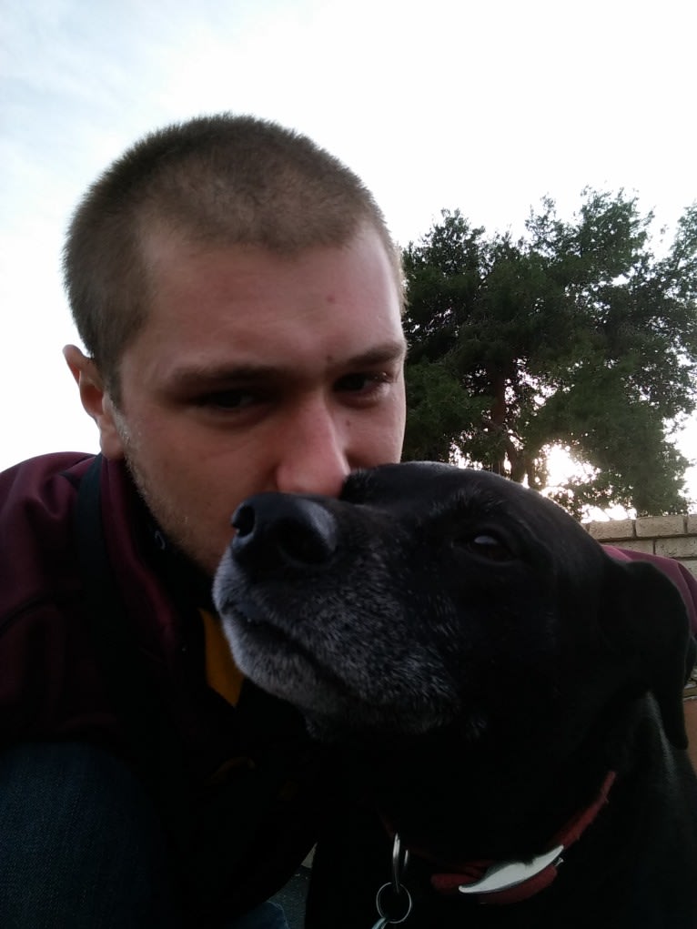 Twister, "Charlie", a German Shorthaired Pointer and Australian Cattle Dog mix tested with EmbarkVet.com