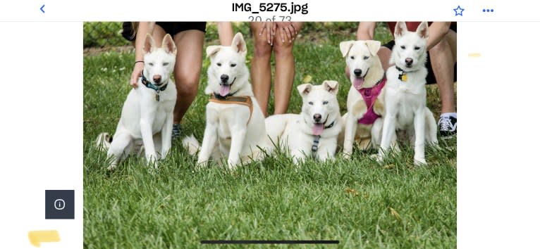 Dash, a Siberian Husky and German Shepherd Dog mix tested with EmbarkVet.com