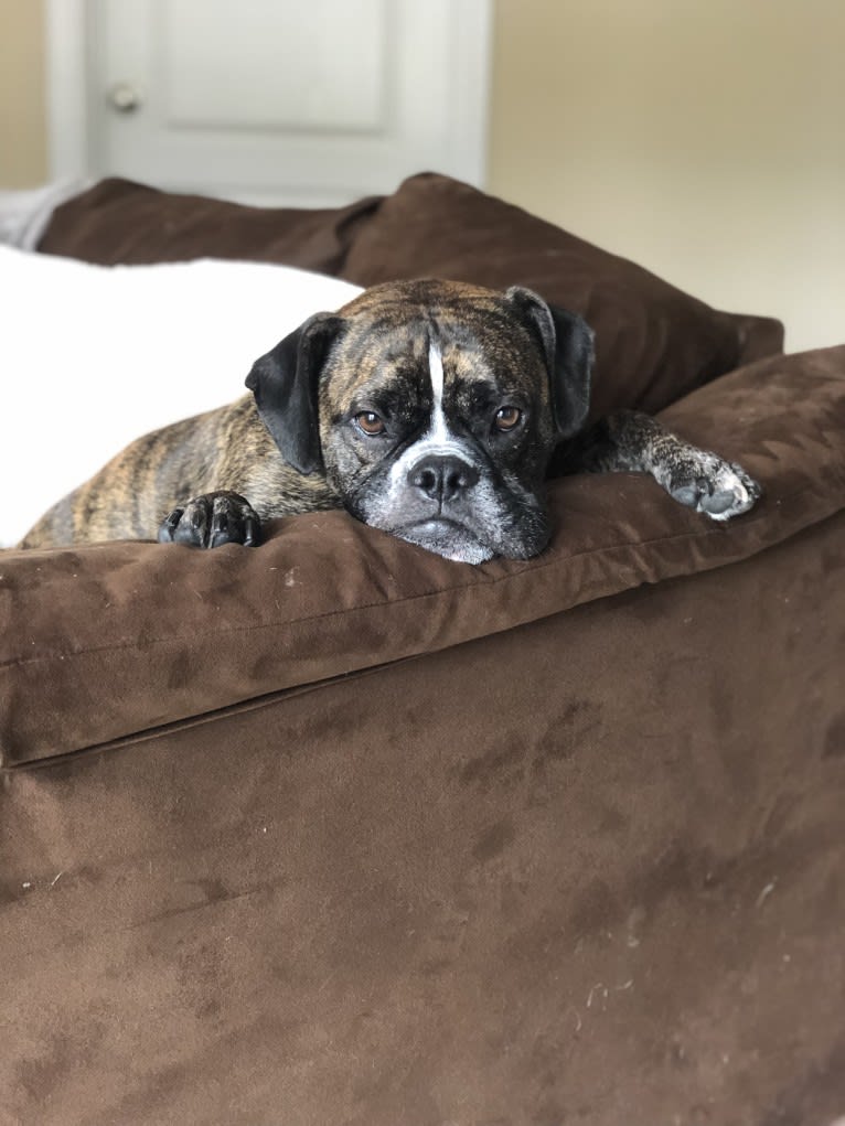 Monty, a Bulldog and American Bulldog mix tested with EmbarkVet.com