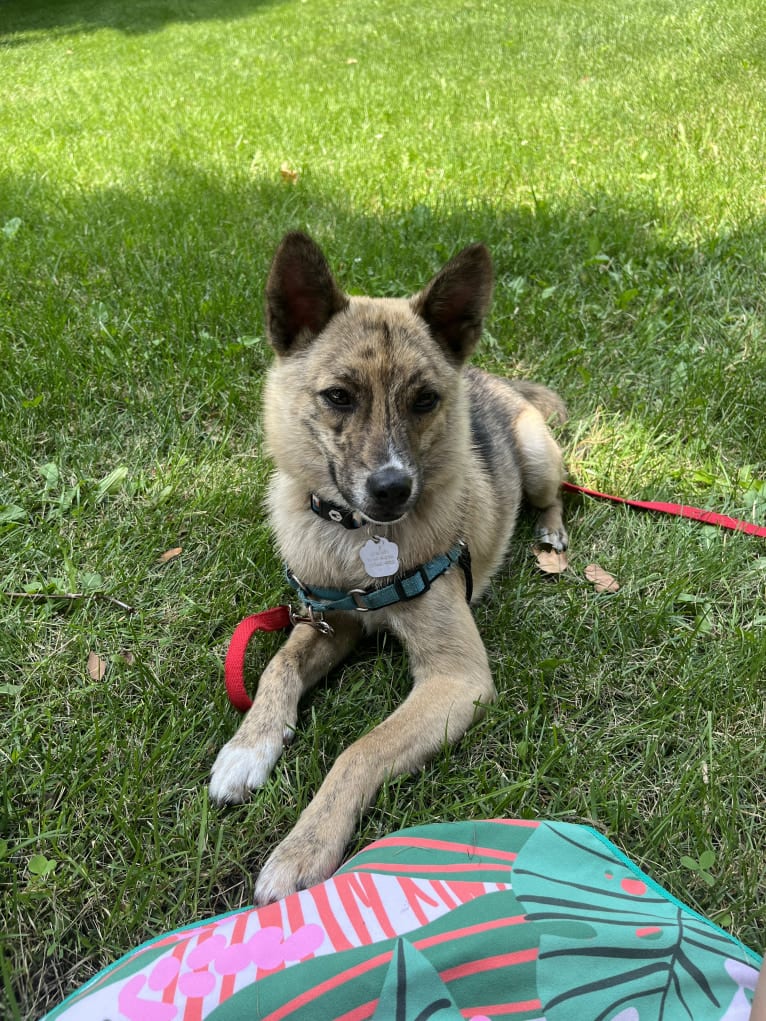 Zorro, a Japanese or Korean Village Dog tested with EmbarkVet.com