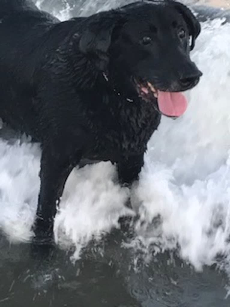 Buddy, a Labrador Retriever tested with EmbarkVet.com