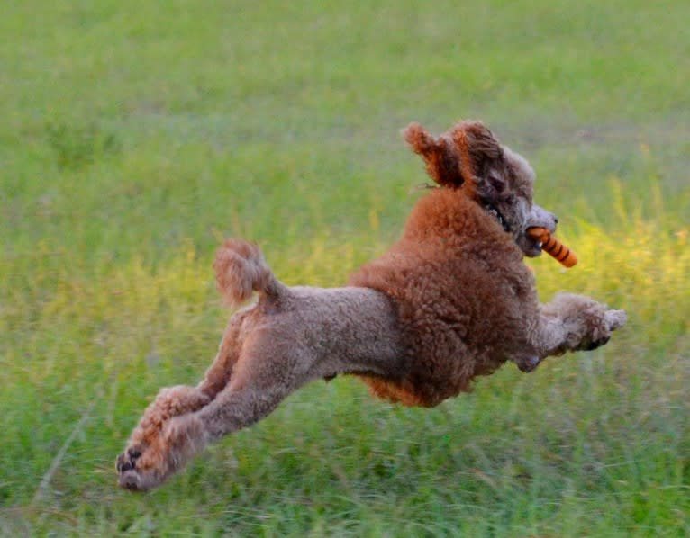 Rio, a Poodle tested with EmbarkVet.com
