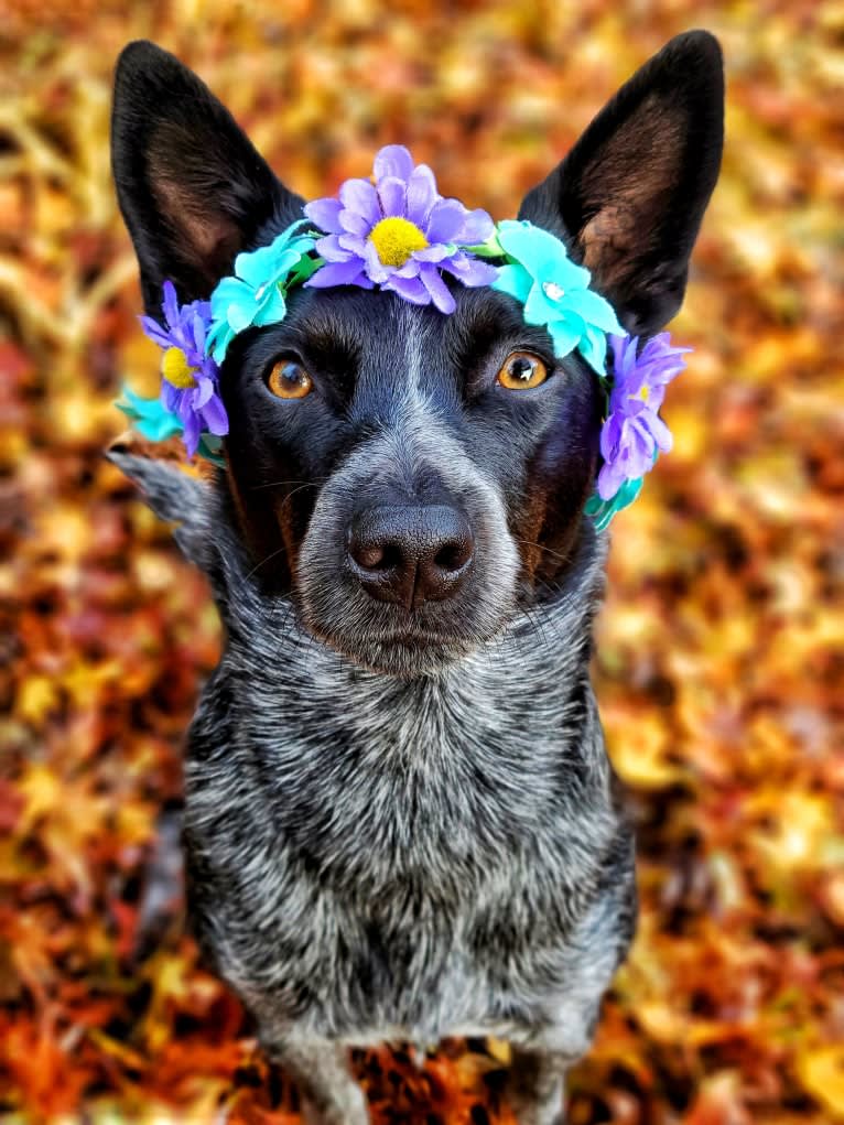 Juniper, an Australian Cattle Dog tested with EmbarkVet.com