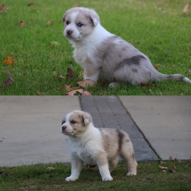 Archie, an Australian Shepherd and Jindo mix tested with EmbarkVet.com