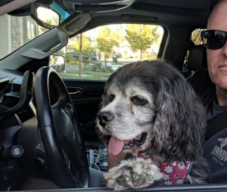 JD, a Cocker Spaniel and Lhasa Apso mix tested with EmbarkVet.com