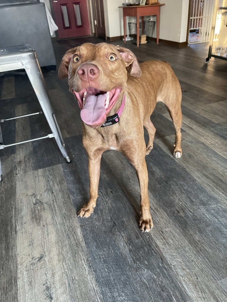 Bristol, an American Pit Bull Terrier and Doberman Pinscher mix tested with EmbarkVet.com