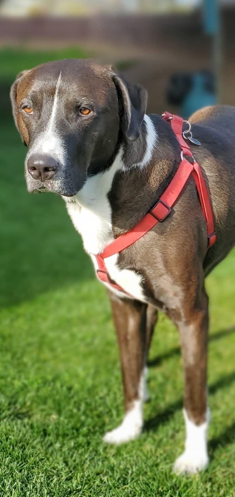 Sherlock, an Anatolian Shepherd Dog and American Pit Bull Terrier mix tested with EmbarkVet.com