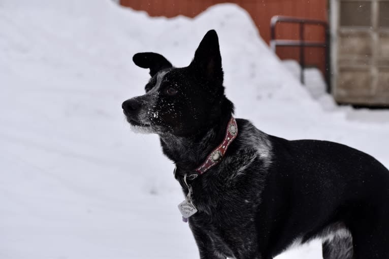 Mist, an Australian Cattle Dog and Australian Shepherd mix tested with EmbarkVet.com