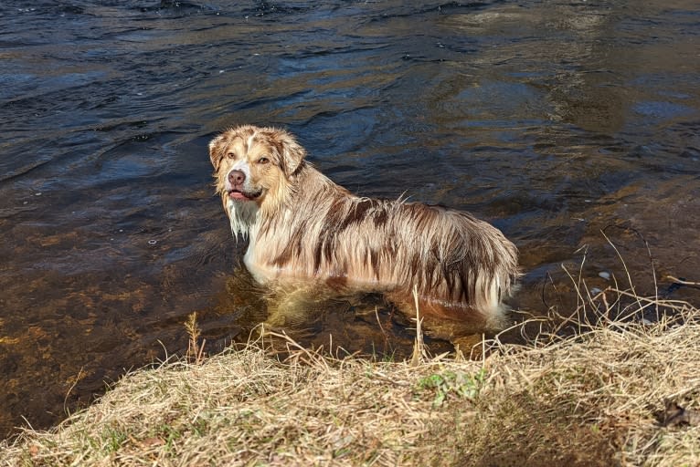 Neville, an Australian Shepherd tested with EmbarkVet.com