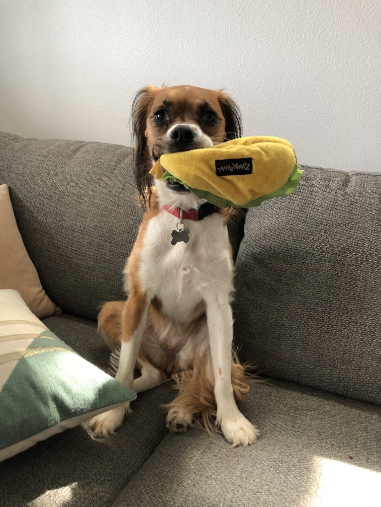 Maddie, a Boxer and Cocker Spaniel mix tested with EmbarkVet.com