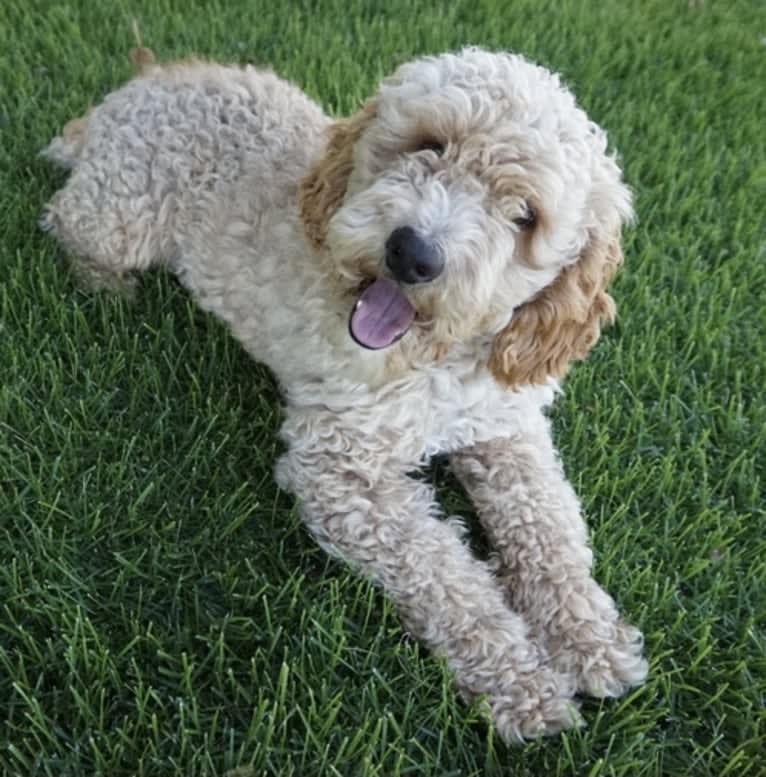 Rocky, a Cockapoo tested with EmbarkVet.com