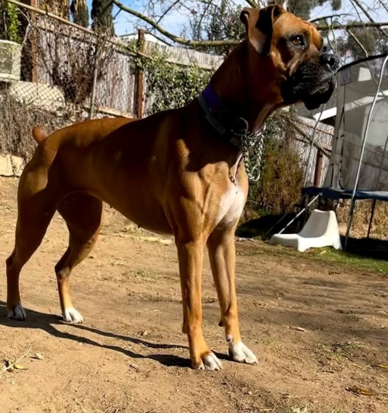 Photo of Daisy, a Boxer  in Riverside, CA, USA