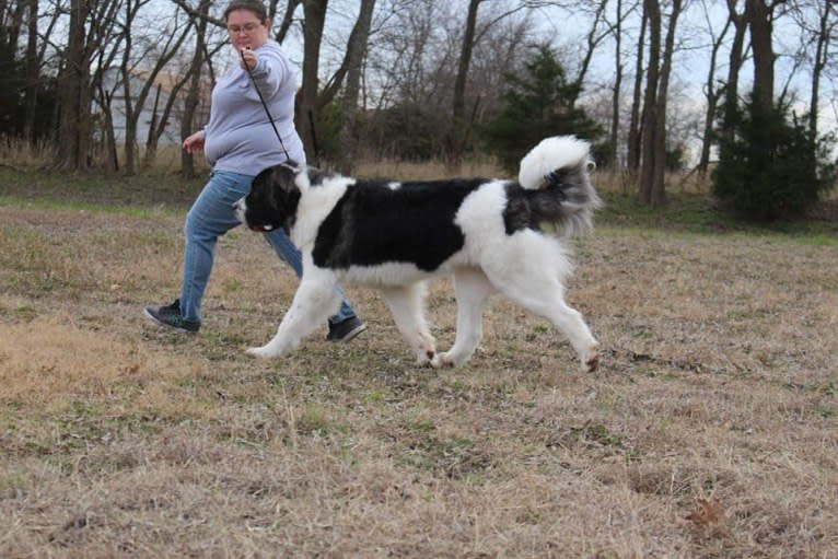 Elara, a Pyrenean Mastiff tested with EmbarkVet.com