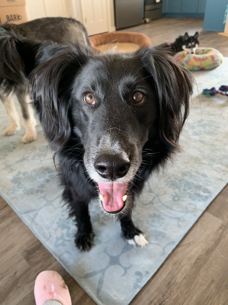 Zane, a Shetland Sheepdog and Labrador Retriever mix tested with EmbarkVet.com