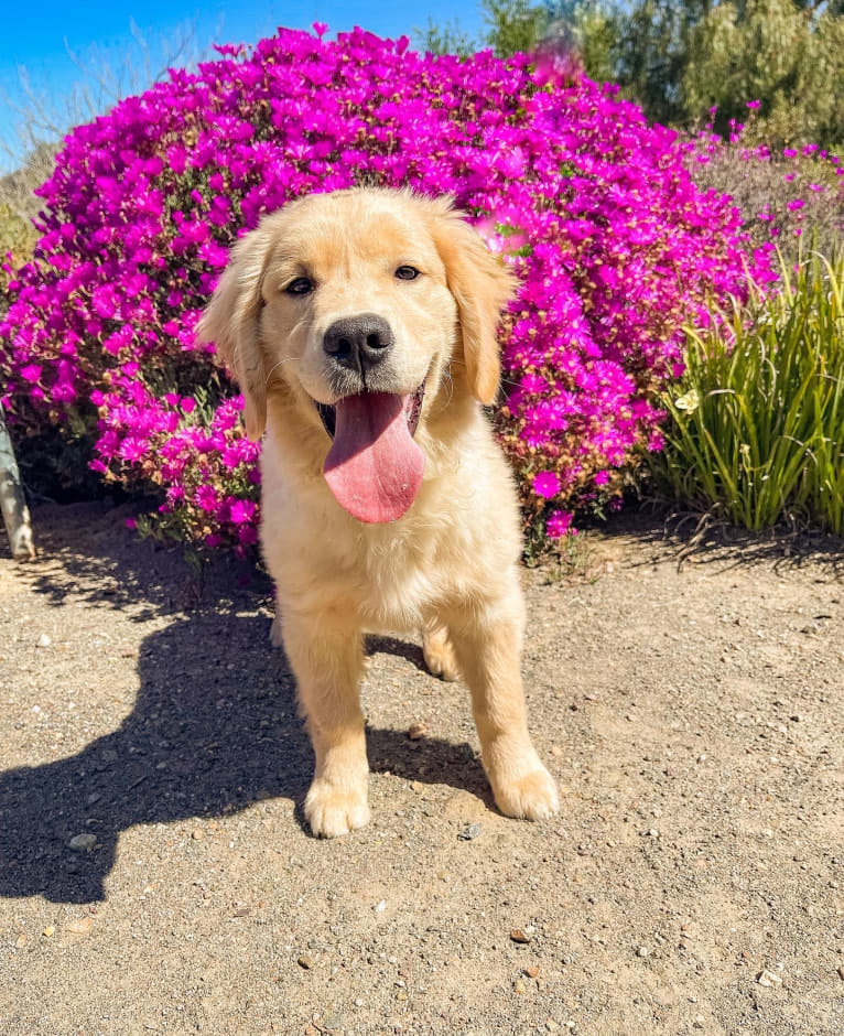 Selene, a Golden Retriever tested with EmbarkVet.com