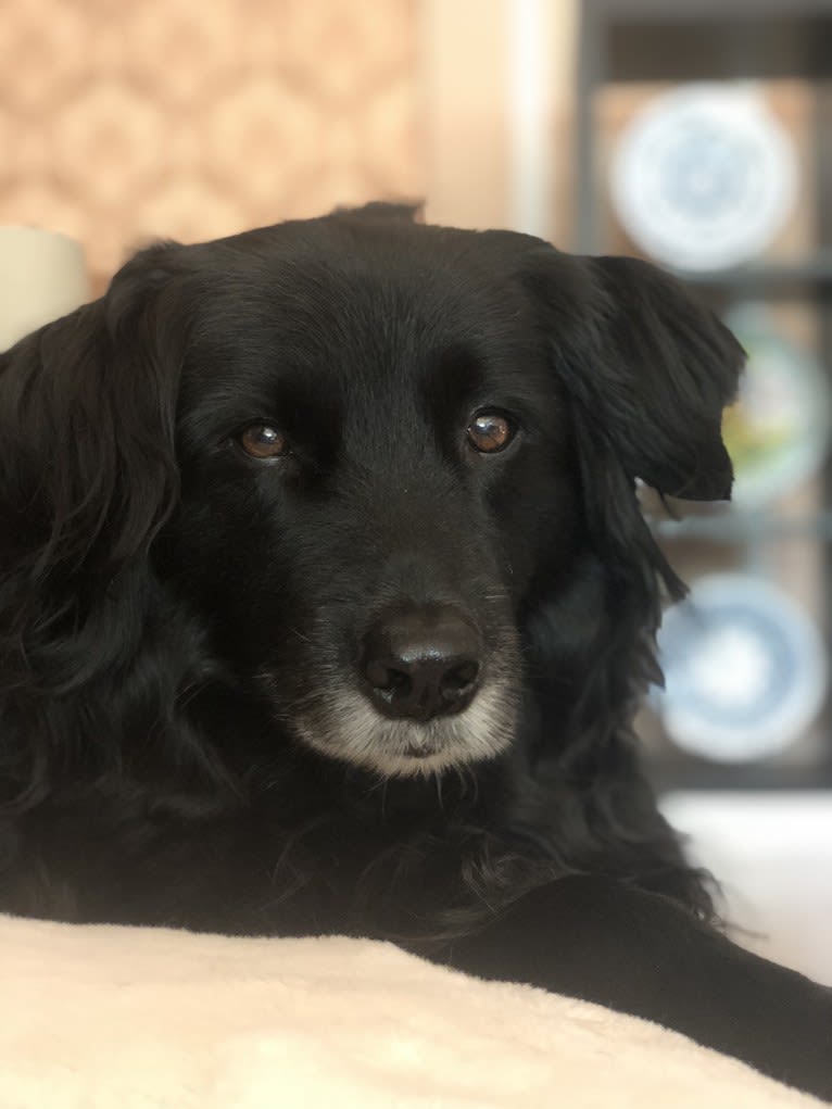 Rogue Franklin, a Golden Retriever and Border Collie mix tested with EmbarkVet.com