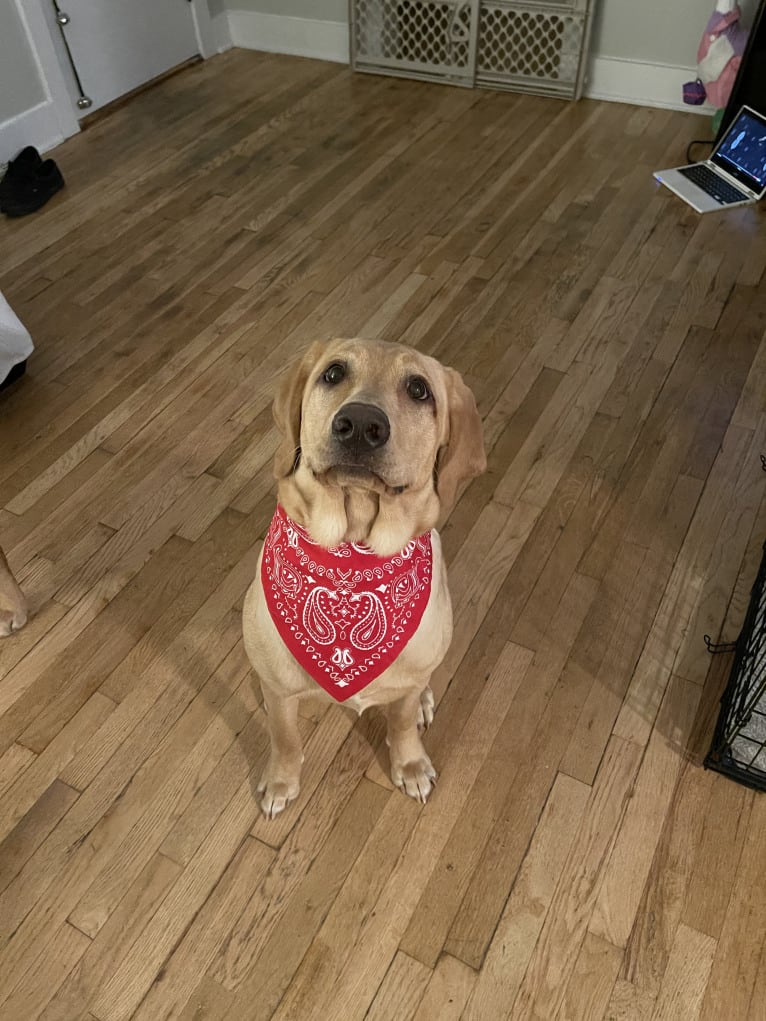 Ziggy, a Labrador Retriever tested with EmbarkVet.com