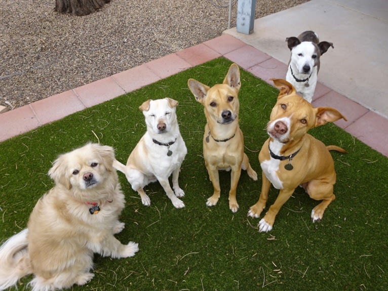 Bean, a Chow Chow and Chihuahua mix tested with EmbarkVet.com