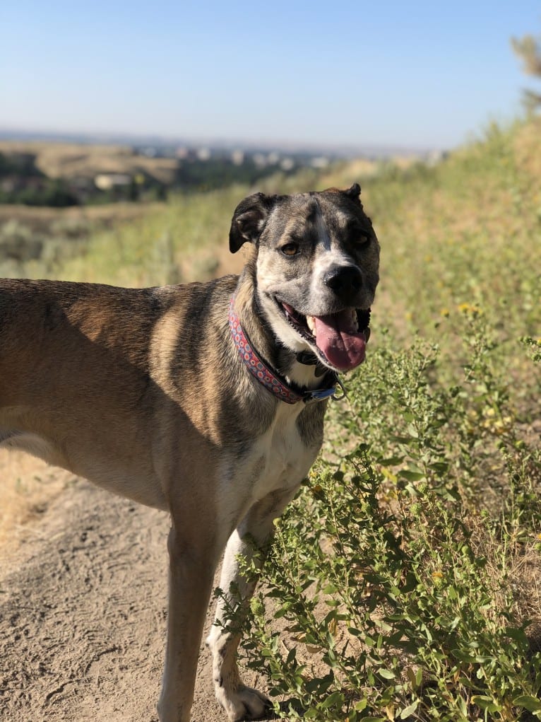 Pepper Ann, an American Bulldog and Siberian Husky mix tested with EmbarkVet.com