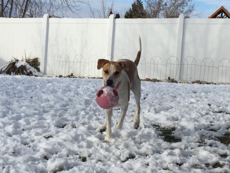 Canna, an American Pit Bull Terrier and Australian Cattle Dog mix tested with EmbarkVet.com