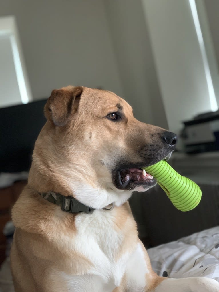 Remy, a Great Pyrenees and American Pit Bull Terrier mix tested with EmbarkVet.com