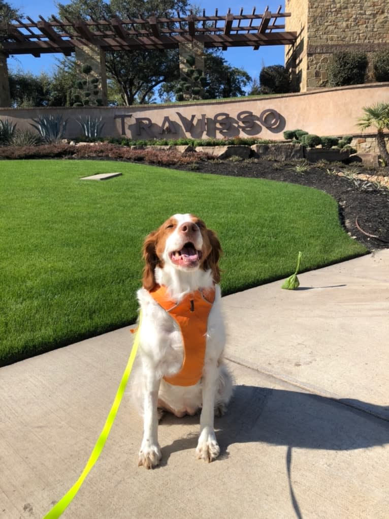 Autumn, a Brittany tested with EmbarkVet.com