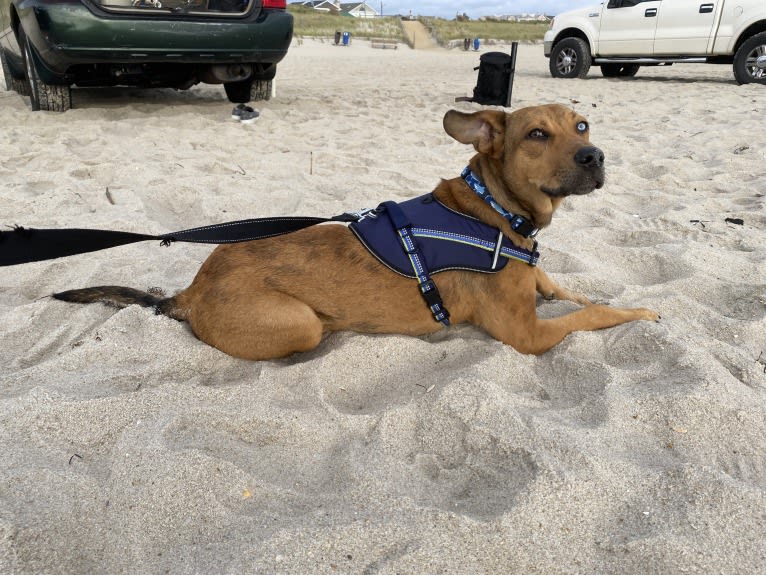 Walker, an American Pit Bull Terrier and Rottweiler mix tested with EmbarkVet.com