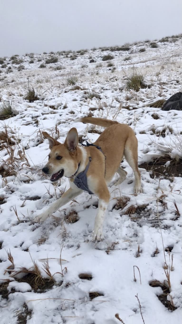 Bear, a Great Pyrenees and Australian Cattle Dog mix tested with EmbarkVet.com