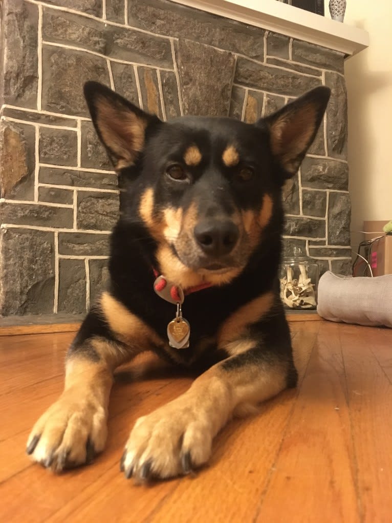 Billy, a Siberian Husky and Labrador Retriever mix tested with EmbarkVet.com