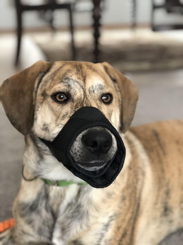 Simba, a Catahoula Leopard Dog and Chow Chow mix tested with EmbarkVet.com