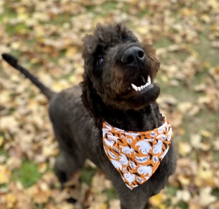 Bowie, an Airedale Terrier and Poodle (Standard) mix tested with EmbarkVet.com