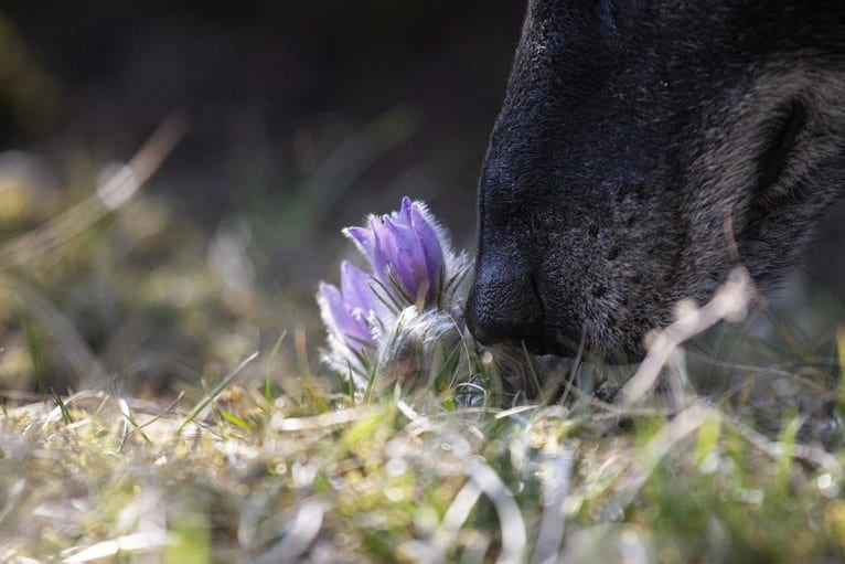 Tanis, an European Village Dog tested with EmbarkVet.com