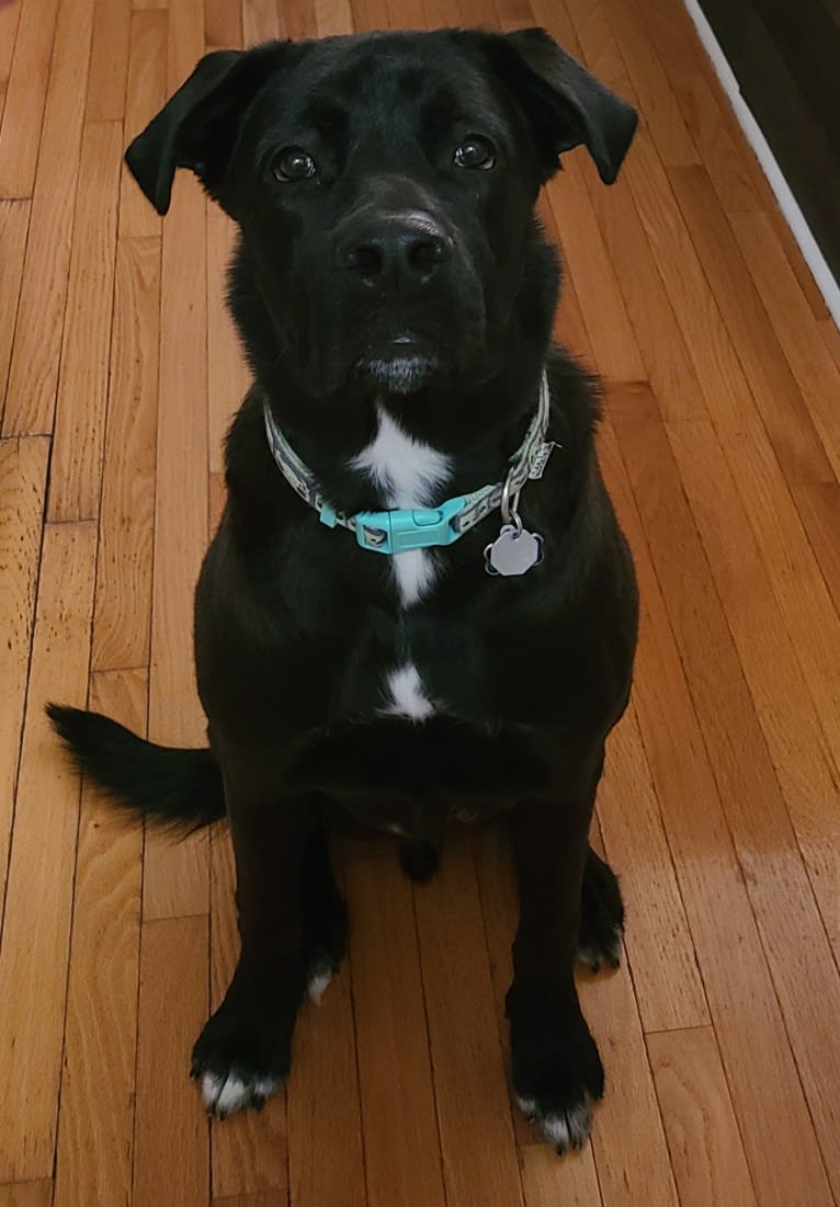 Hunter, a Labrador Retriever and American Bulldog mix tested with EmbarkVet.com