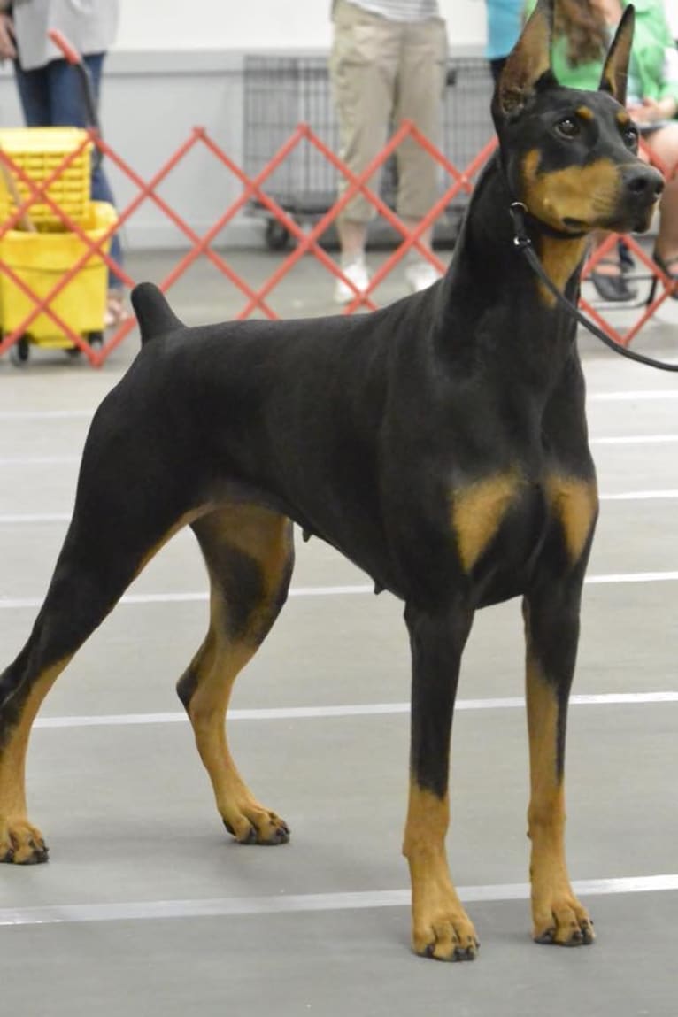 dare doberman