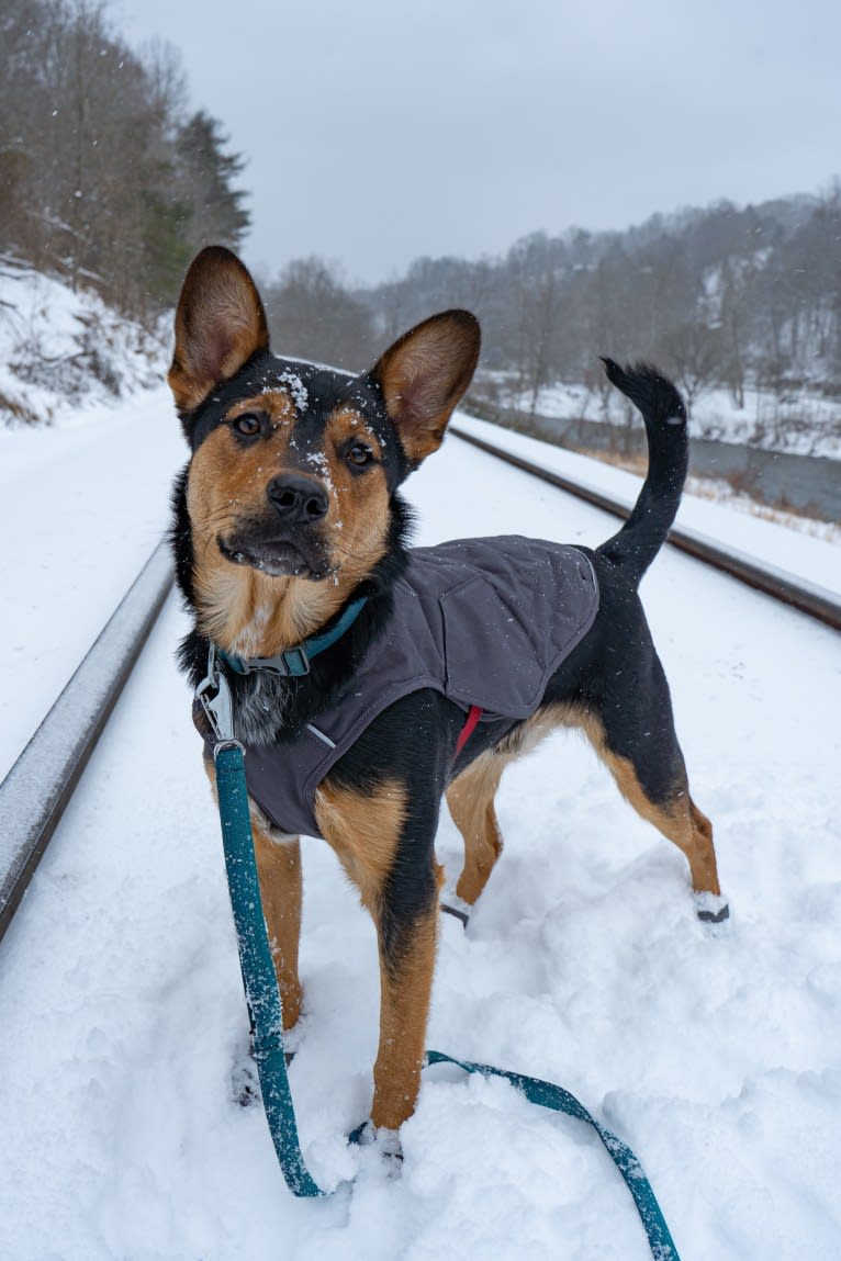 Gimli, an Australian Cattle Dog and Rottweiler mix tested with EmbarkVet.com