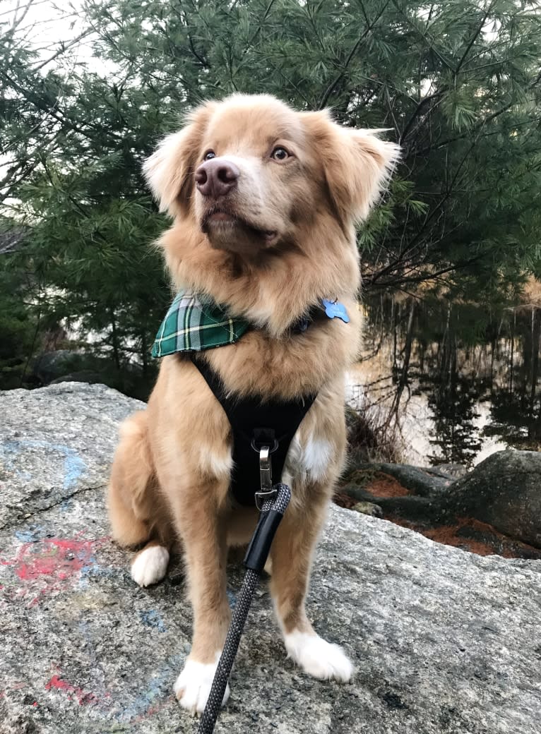 Kodiak, a Nova Scotia Duck Tolling Retriever tested with EmbarkVet.com