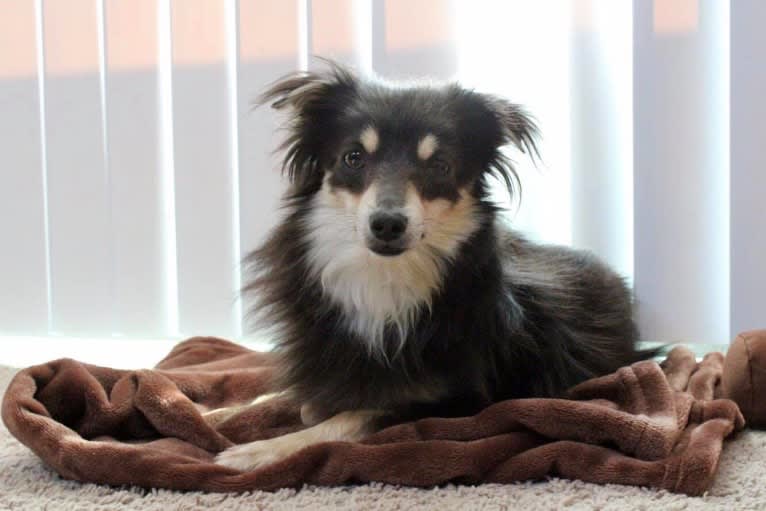Teddy, a Chihuahua and Pomeranian mix tested with EmbarkVet.com