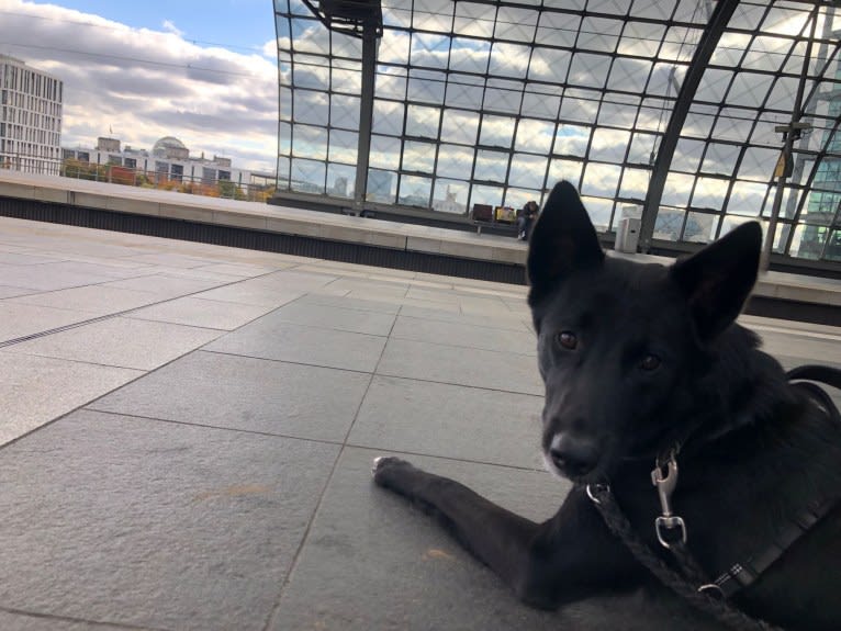 Chesley, a Canaan Dog tested with EmbarkVet.com