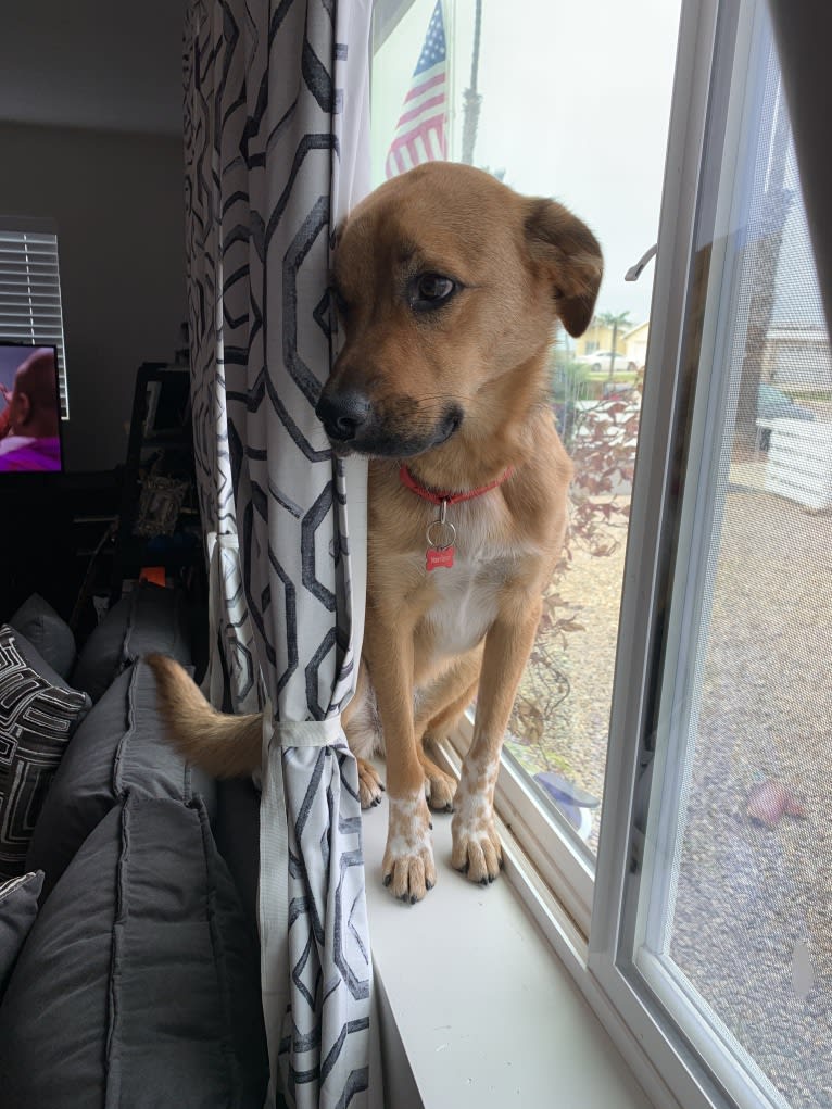 Daisy Mae, a Great Pyrenees and Australian Cattle Dog mix tested with EmbarkVet.com